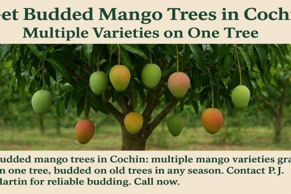 Get Budded Mango Trees in Cochin – Multiple Varieties on One Tree