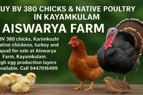 Buy BV 380 Chicks & Native Poultry in Kayamkulam | Aiswarya Farm