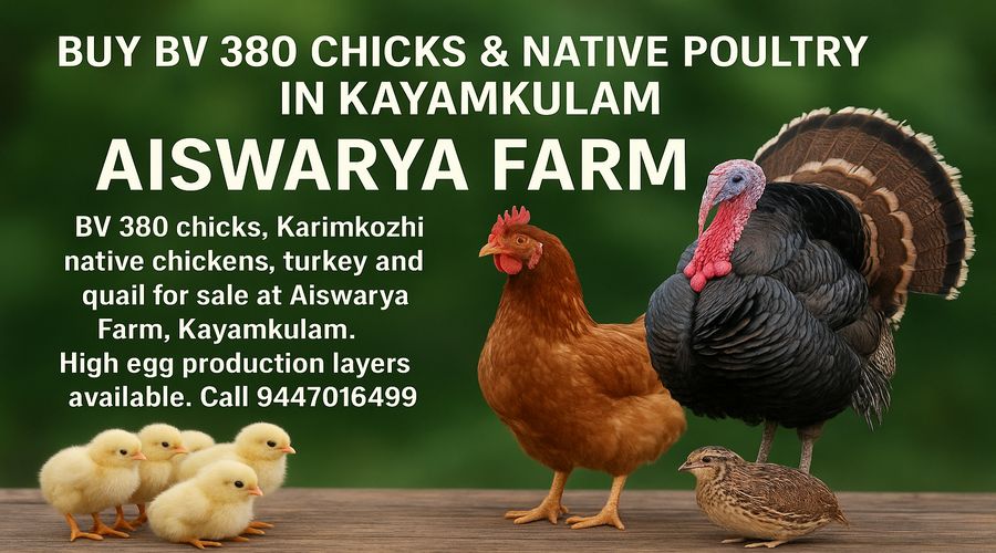 BV 380 chicks and native Karimkozhi chickens at Aiswarya Farm Kayamkulam