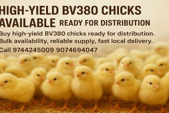 High-Yield BV380 Chicks Available — Ready for Distribution