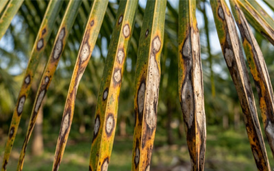 Close-up of infected coconut leaf
