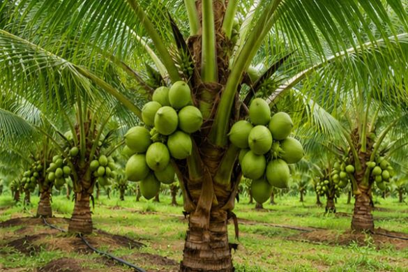 Kerala Farmers Turn Coconut Palms Into a Profitable Gold Mine
