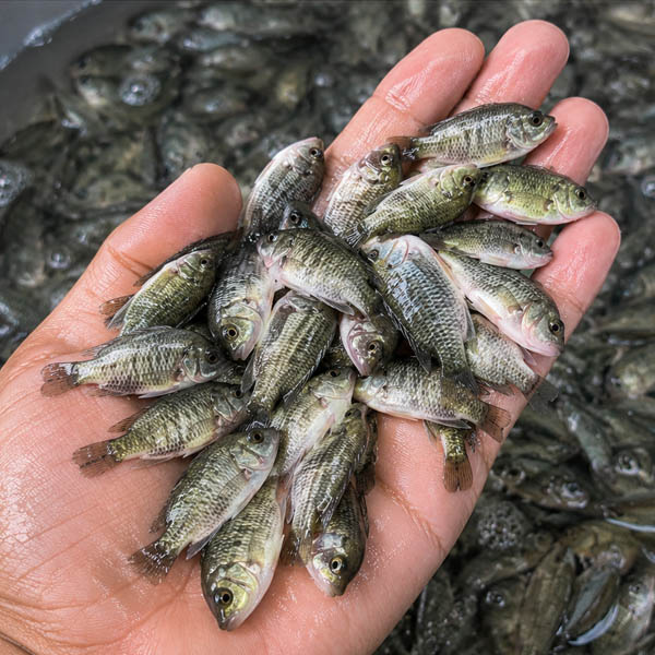 GIFT tilapia genetically improved farmed tilapia
