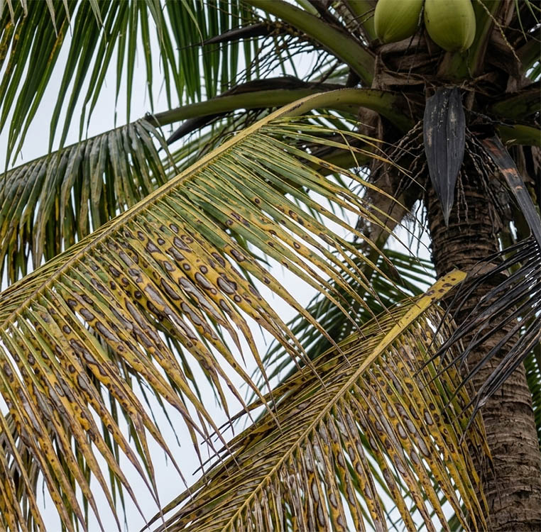 Grey leaf blight symptoms on coconut leaves