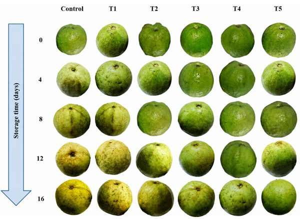Chart showing physiological weight loss of guava with different oil coatings