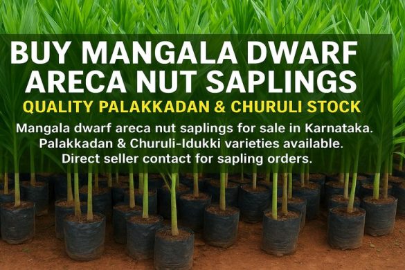 Buy Mangala Dwarf Areca Nut Saplings | Idukki, Kerala – Quality Palakkadan & Churuli Stock
