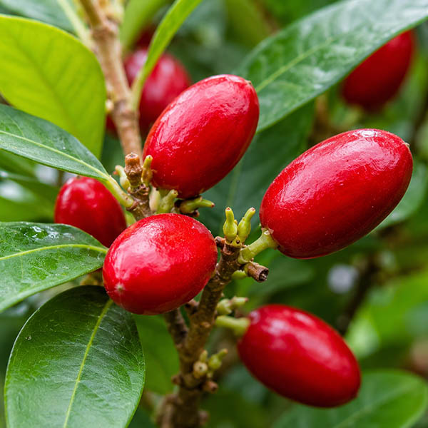 Ripe red miracle fruit berry close-up