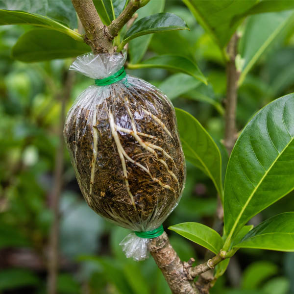 Air layering method for miracle fruit propagation