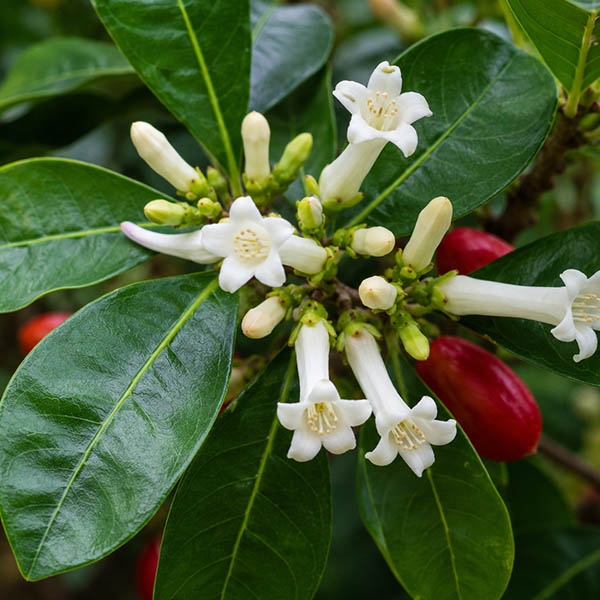 Miracle fruit plant white tubular flowers