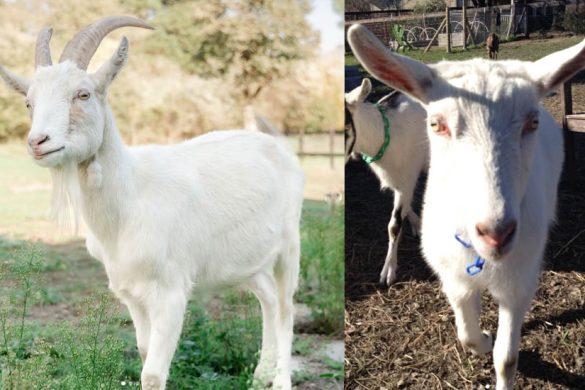 Saanen Goat – Milk Queen of the Goat World