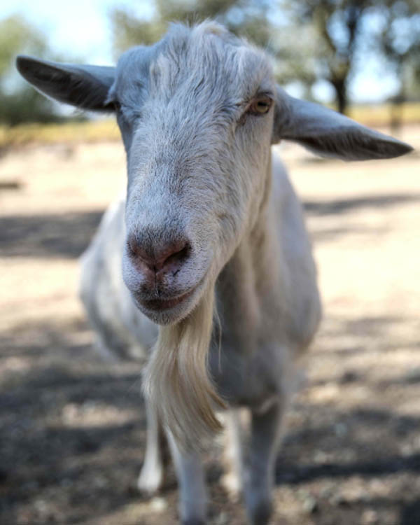 White Saanen dairy goat breed raised in Kerala farm