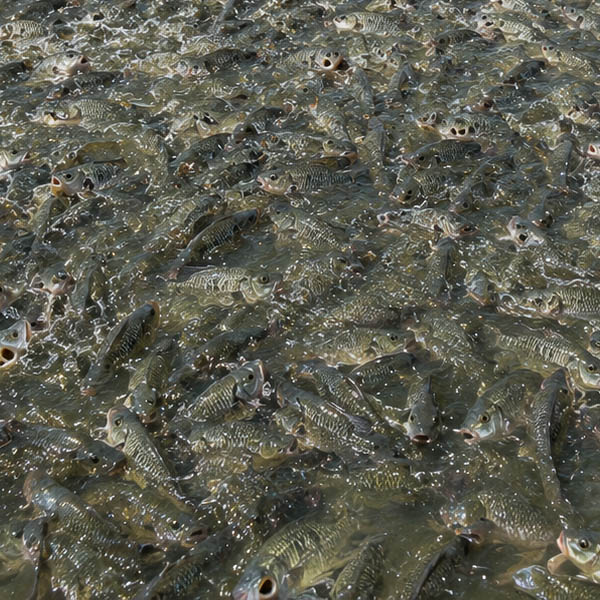 Tilapia fingerlings small size reason in pond