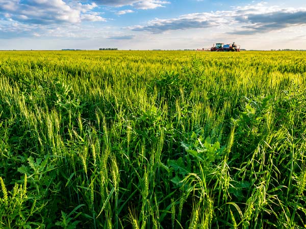 Alt Text: Wheat field showing weed infestation before herbicide application