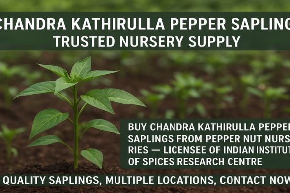 Chandra Kathirulla Pepper Saplings – Trusted Nursery Supply