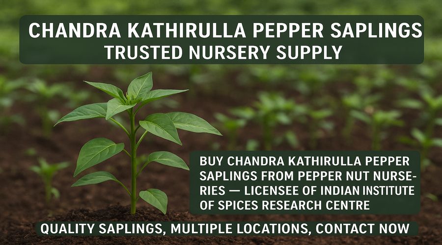 Chandra Kathirulla pepper saplings at Pepper Nut Nurseries