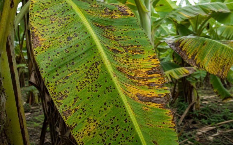 Banana plant leaves showing symptoms of black spot and Sigatoka leaf spot disease