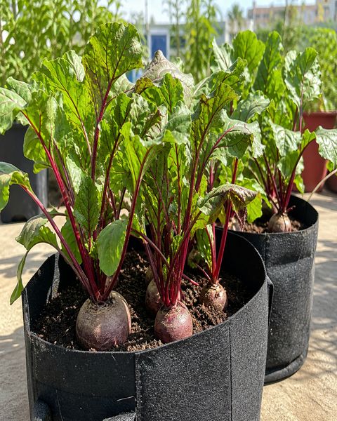 Beetroot plants growing in grow bags in a home garden