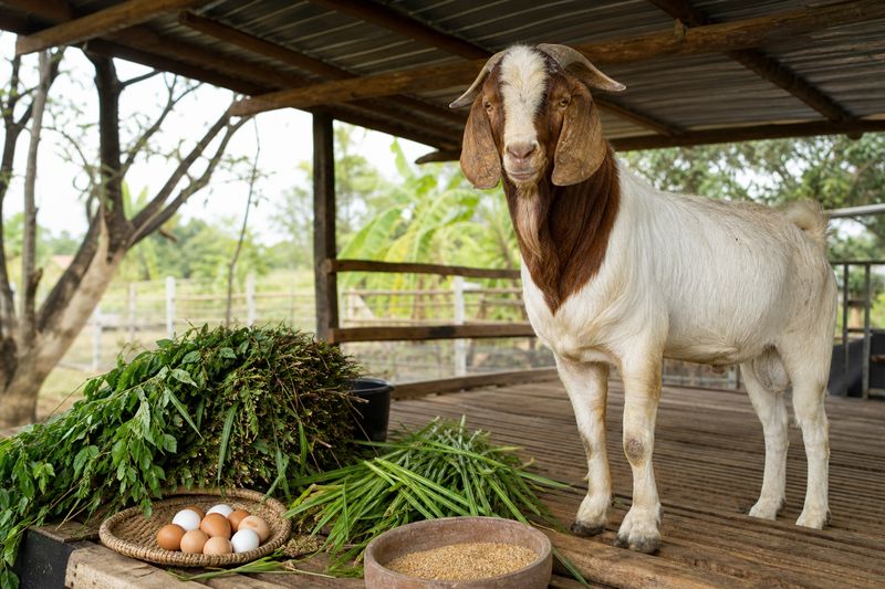 Healthy billy goat on a small farm with feed ingredients and chicken eggs nearby