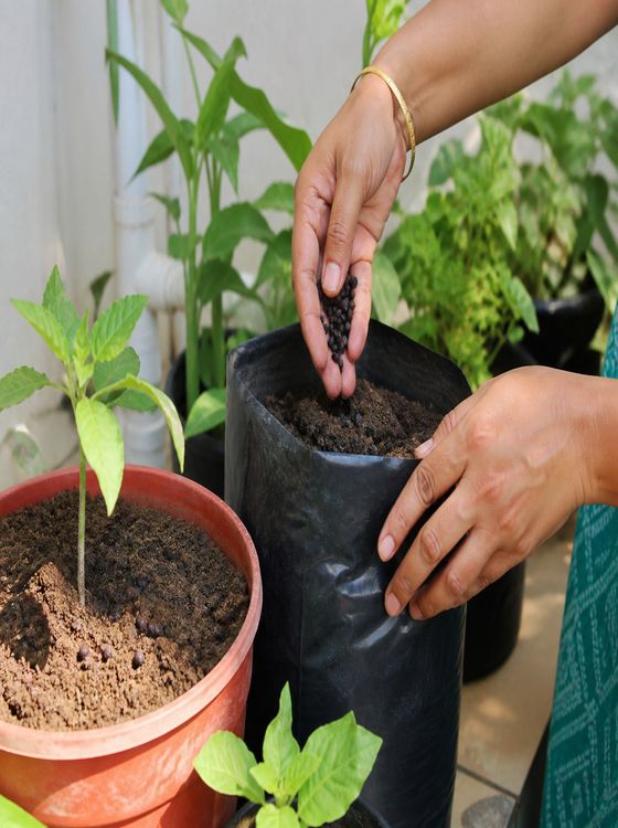 Biopellet being applied in a grow bag and terrace garden for homestead farming