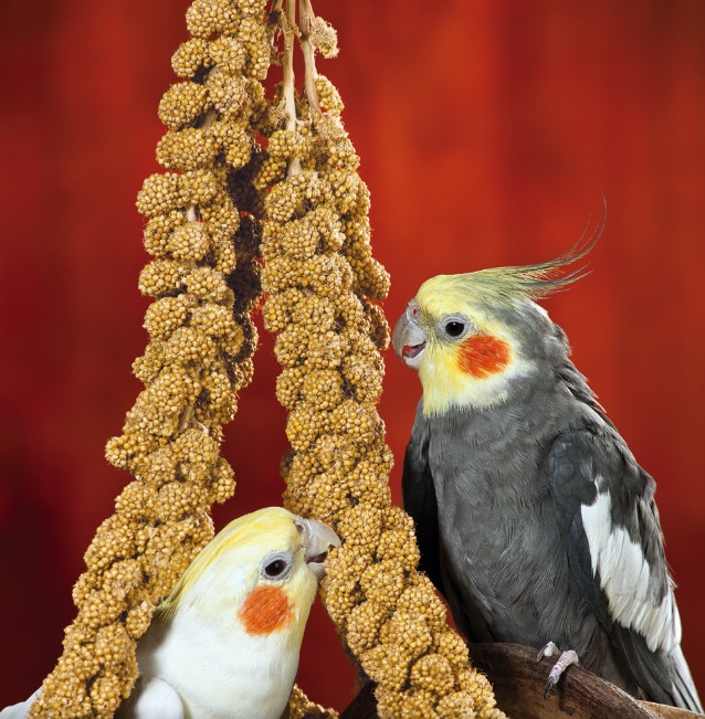 Bird feed alternatives including bajra barley little millet ragi job’s tears and chopped greens