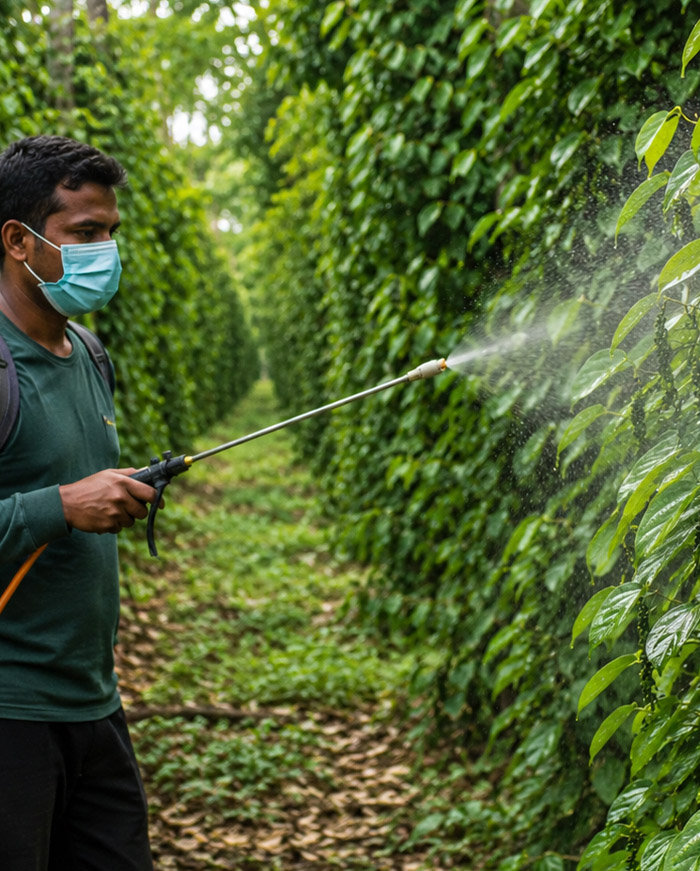 Black pepper plantation thrips management using Verticillium spray in the evening