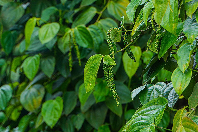 Black pepper vine planting before heavy rain with support tree and Pseudomonas treatment