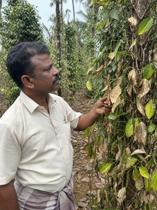 Black pepper vines affected by drought and weak monsoon in South India