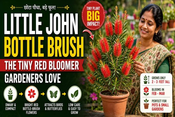 Little John Bottle Brush: The Tiny Red Bloomer Gardeners Love
