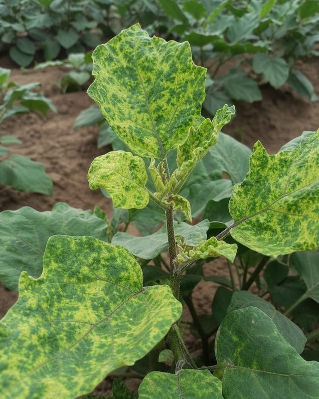 brinjal mosaic disease yellow and green patches on eggplant leaves