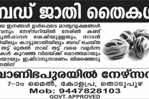 Bud Grafted Nutmeg Saplings Available – Wholesale & Retail | Vanibhapuraayil Nursery