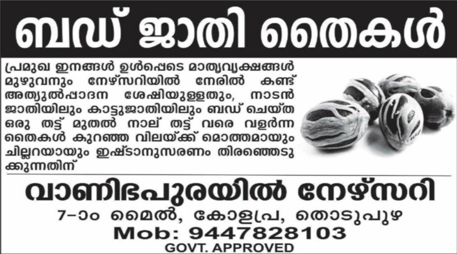 Bud grafted nutmeg saplings available at Vanibhapuraayil Nursery, Thodupuzha, Kerala