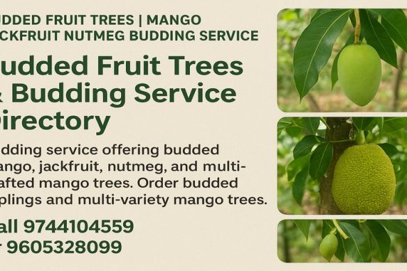 Mango, Jackfruit & Nutmeg Grafting Service in Kerala – We Come to Your Farm