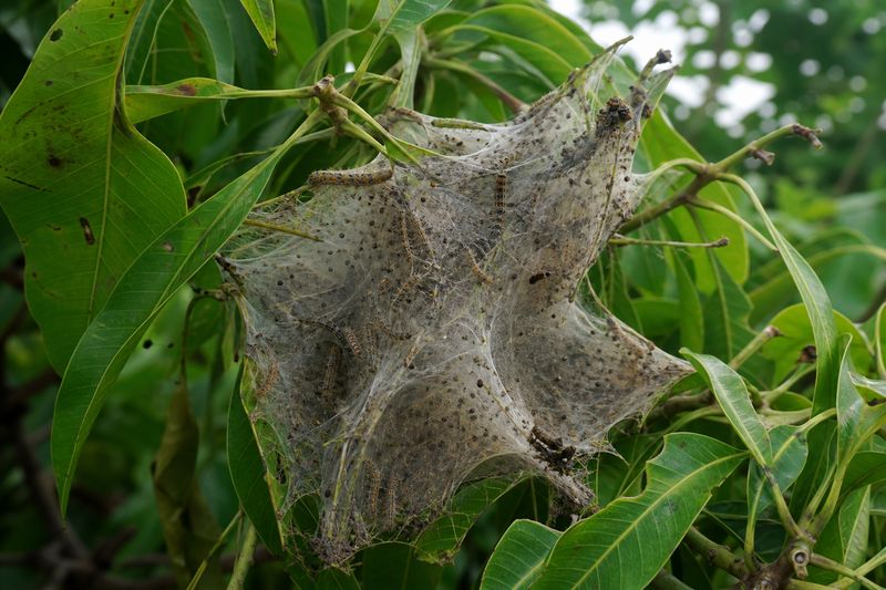 Nest-building caterpillar infestation on mango tree branches