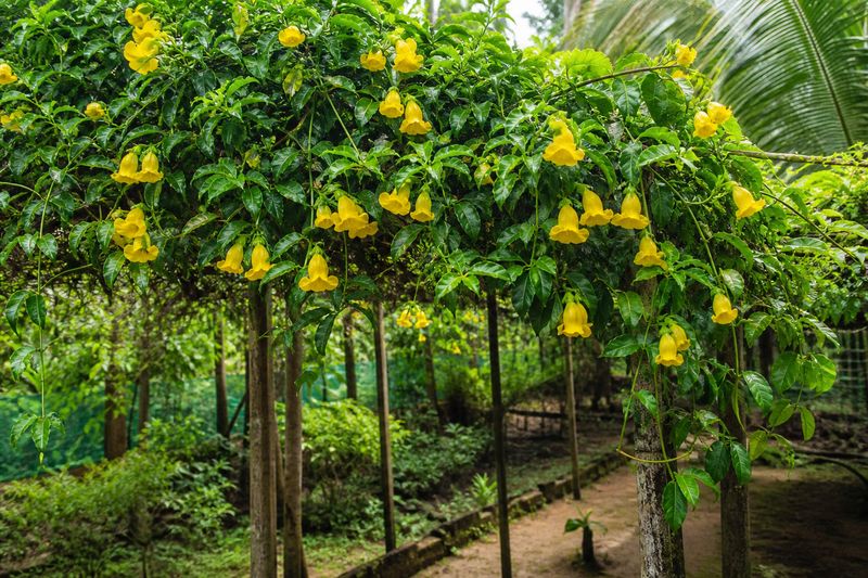 Cat’s Claw yellow flowering vine growing on a green pandal in Kerala garden
