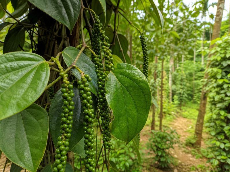 Chandra pepper vine with bold berries and compact long spikes in a tropical farm