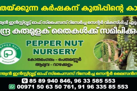 Pepper Nut Nurseries – IISR-Approved Chandrakathal Seedlings in Kerala