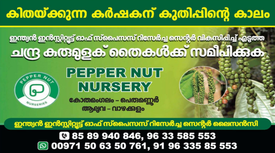 IISR-developed Chandrakathal seedlings at Pepper Nut Nurseries Kerala