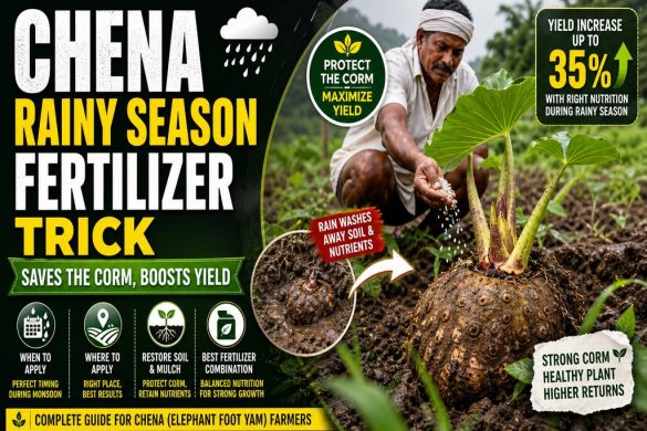 How to Fertilize Elephant Foot Yam (Chena) in the Rainy Season