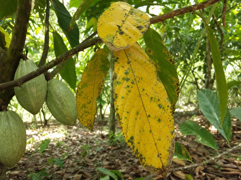 Discoloration and withering of cocoa tree leaves due to wilt disease