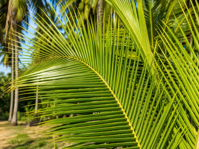 Healthy green coconut fronds showing improved growth after rock salt application