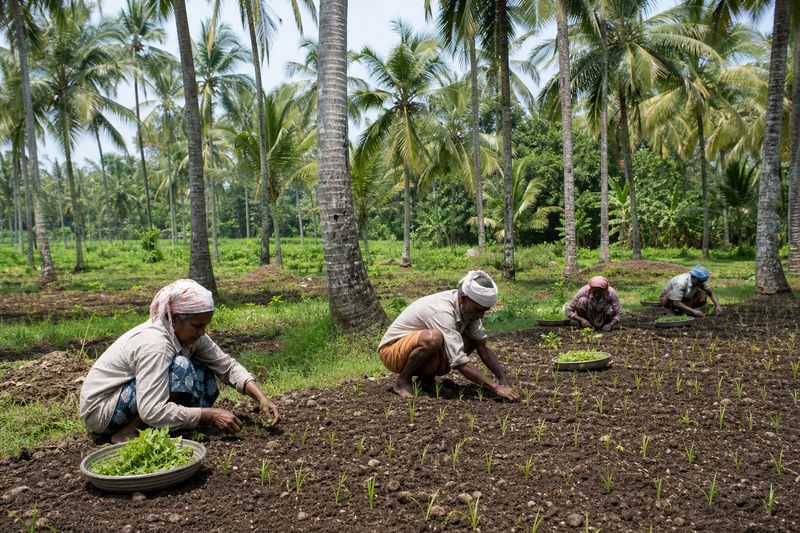 Farmers planting legumes and millets in coconut groves in Kerala during the right season
