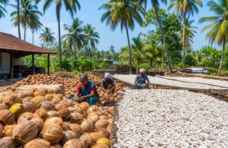 Coconut harvest and copra drying in South India during the new season