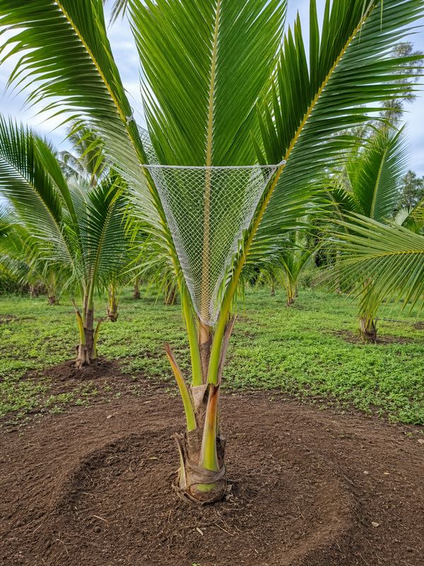 Coconut pest control using EPN and small mesh nets to reduce red palm weevil and rhinoceros beetle attacks
