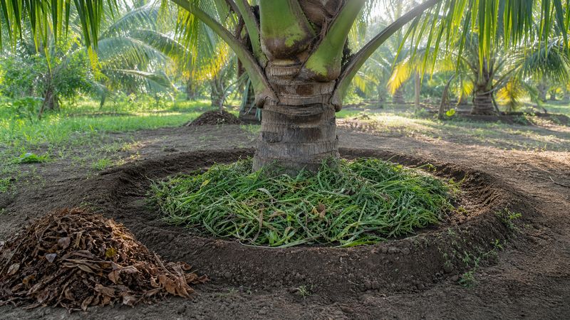 Coconut tree basin opening and weeding for monthly coconut farming care