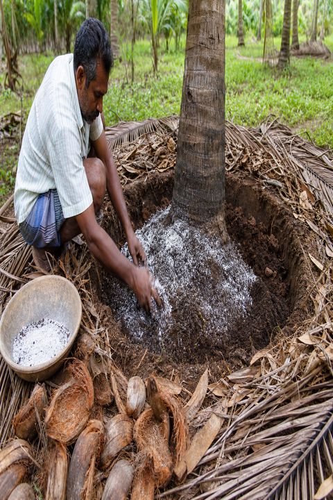 Step-by-step coconut tree basin preparation with rock salt and organic matter