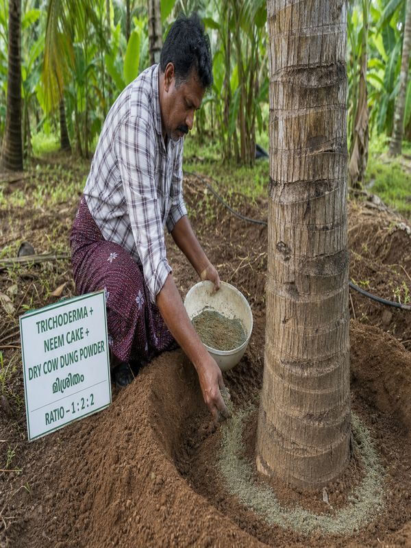 Applying Trichoderma and neem cake mixture in the basin of an affected coconut tree