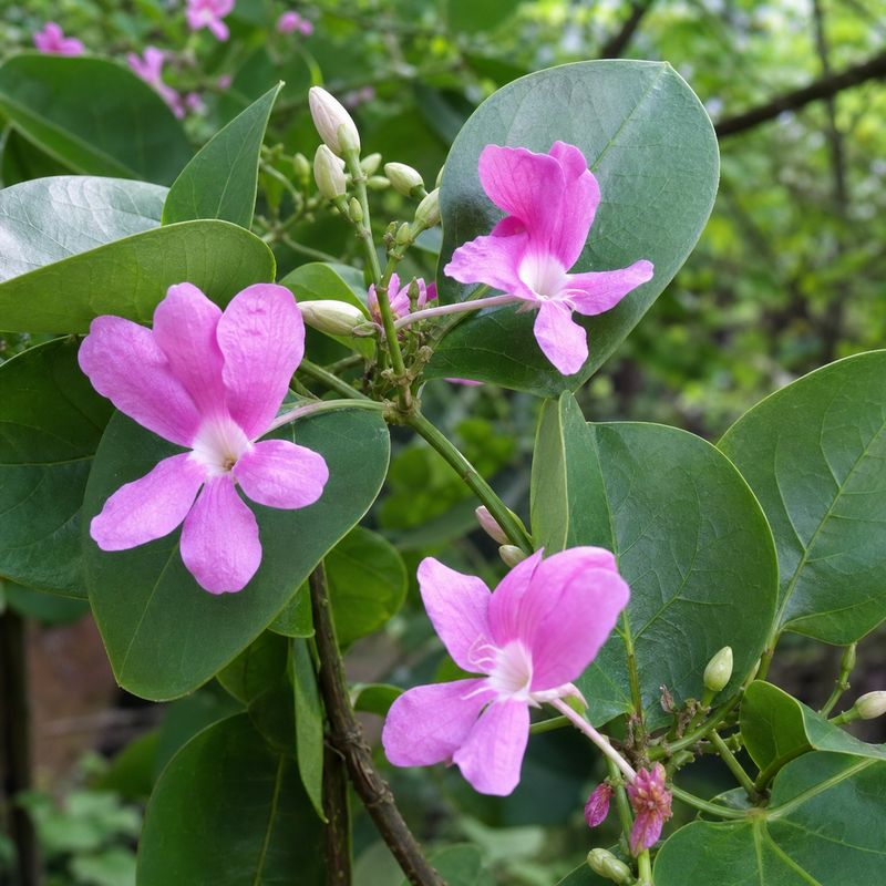 Close-up of Congea deep pink flowers and thick papery leaves showing vine texture