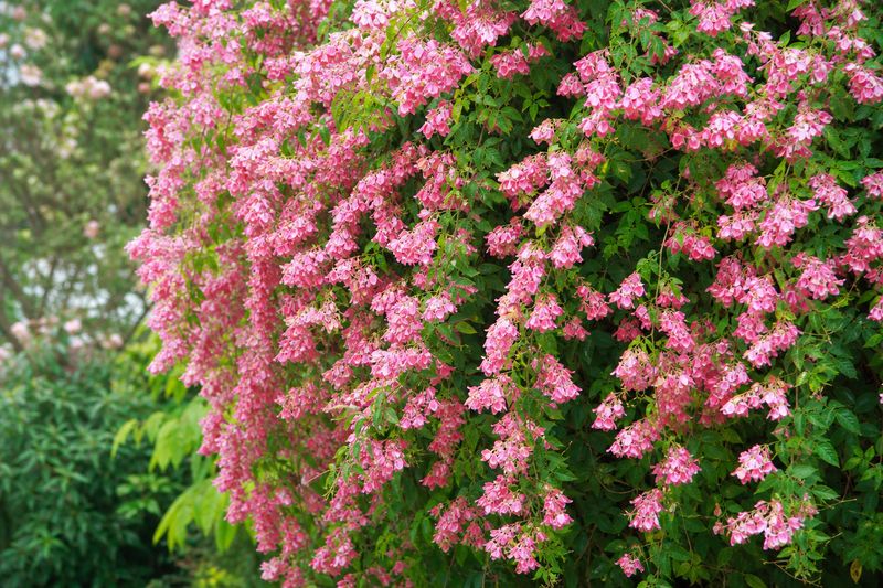 Congea vine with deep pink papery flowers hanging in a spring garden