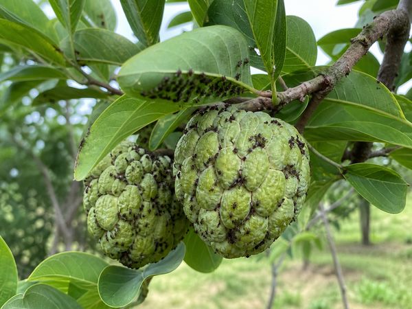 Pest infestation on custard apple fruit causing premature drop