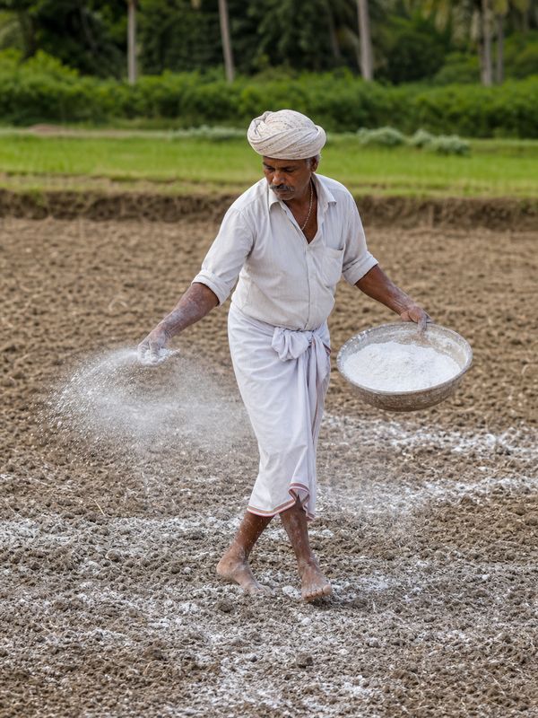 Farmer applying dolomite lime to a paddy field for soil amendment